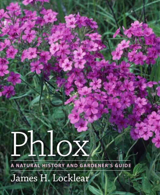 Phlox